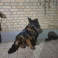 سگ نژاد ژرمن شپر