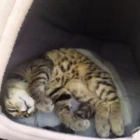 گربه نژاد رایج|گربه|اراک, |دیوار