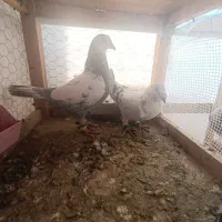 کفتر کبوتر.طوقی با جوجه سار چینی سینه مشدی.|پرنده|گلبهار, شهر جدید گلبهار|دیوار