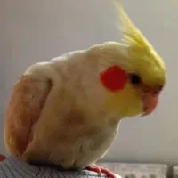 عروس هلندی  فوق دستی