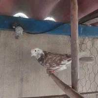 کفتر کبوتر سو قدیم پرشی|پرنده|ری, فیروزآبادی|دیوار