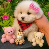 آپارتمانی پاپی سگ|سگ|اصفهان, خانه اصفهان|دیوار