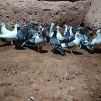 کفتر. کبوتر.جفگاه.پرشی