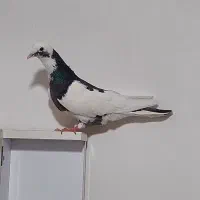 کبوتر از رو ساختمان گرفتم قیمت ۱و۵۰۰