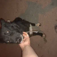 سگ گرگی|سگ|دزفول, |دیوار