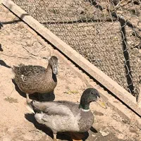 اردک پروازی