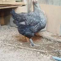 مرغ برهما ویاندوت آمریکایی|حیوانات مزرعه|ایوان, |دیوار