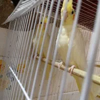 عروس هلندی|پرنده|مسجد سلیمان, |دیوار