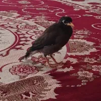 نره