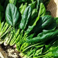 استخدام همکار خانوم(فوری)