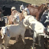 قیمت نقد|حیوانات مزرعه|آسمینون, |دیوار