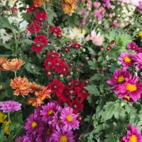 گل وگیاه طبیعی