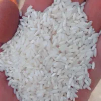 برنج چمپا باغملک