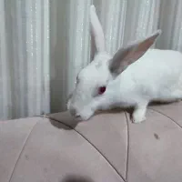 خرگوش سفید خوشگل و باربگوش|موش و خرگوش|قم, انصار‌الحسین|دیوار