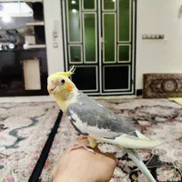 عروس هلندی نر|پرنده|جوانرود, |دیوار