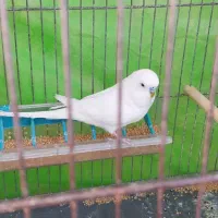 مرغ عشق انگلیسی