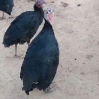 فروش بوقلمون ۶ماهه هم ماده هم نر