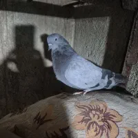 کبوتر
