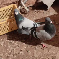 کبوترپلاکی|پرنده|سبزوار, قصبه شرقی|دیوار