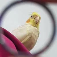 پرنده گم شده