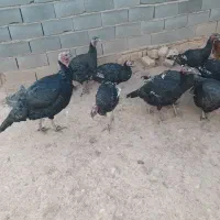 بوقلمو نروماده فروشی