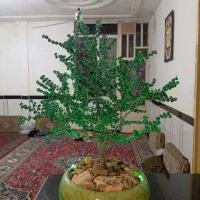 درختچه سیمی