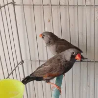 فنچ