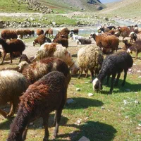 میش بره شیشک افشار