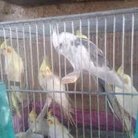 عروس لوتینو|پرنده|شیراز, کوشک میدان|دیوار