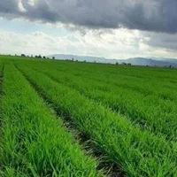 ۲ هکتار معادل ۲۰/۰۰۰ متر مربع زمین کشاورزی|فروش دفتر صنعتی، کشاورزی، تجاری|کرج, محمود آباد|دیوار