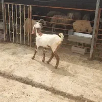 بز پاکستانی