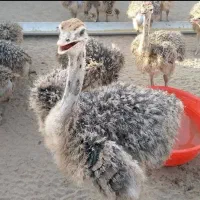 کهره بره گوسفندبزه گاوگوساله بلدرچین|حیوانات مزرعه|یاسوج, |دیوار