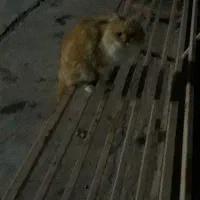 گربه پرشین سفید و نارنجی( پایین ترین قیمت)