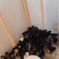 تخم مرغ رسمی