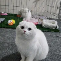 واگذاری گربه اسکاتیش ،سیلور