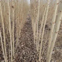 فروش ویژه نهال صنوبر نیگرا ترکیه