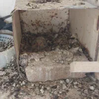 کلاغ|پرنده|رفسنجان, |دیوار