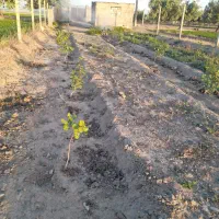 باغ حصار شده ۱۰۰۰ متری