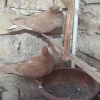 ۶تاجوجه زرد کاکلی و مرغ عشق