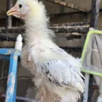 جوجه برهما لایت یک‌ماهه