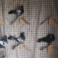 ۴عدد جوجه و نر سرسیا سینه سیا