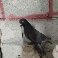 تعداد کبوتر فیلی|پرنده|بستان آباد, |دیوار