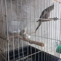 عروس هلندی نر و ماده با قفس
