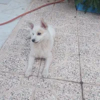 سگ معاوضه با طوطی|سگ|کرمان, |دیوار