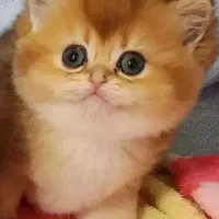 *مجموعه گربه های پرشین بریتیش اسکاتیش، همه مدل ناز