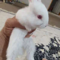 خرگوش|موش و خرگوش|مسجد سلیمان, |دیوار