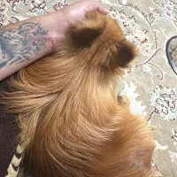 پامر روباهی اصیل|سگ|تهران, جیحون|دیوار