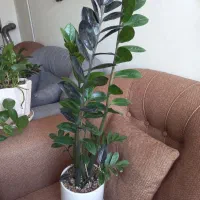 گل وگیاه طبیعی