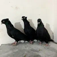 ۳عدد ماده زاغ چشم و نوک سفید