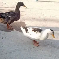 ۲. اردک نر ماملحه با کفتر|پرنده|عنبرآباد, |دیوار